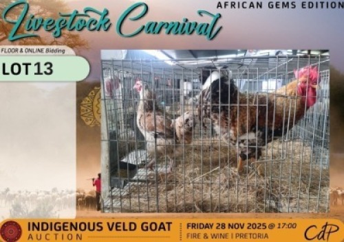 2 X CHICKENS 1 X ROOSTER & 1 X HEN Gelykfontein Stud (Per animal to take the lot)