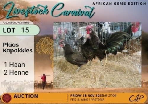 3 X CHICKENS 1 X ROOSTER & 2 X HEN Karsten IVG (Per animal to take the lot)
