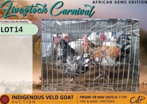 2 X CHICKENS 1 X ROOSTER & 1 X HEN Sine Metu Farming (Per animal to take the lot)