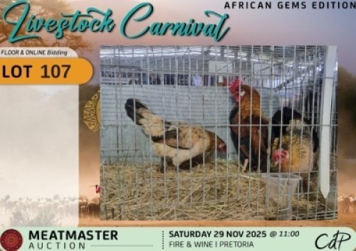 3 X CHICKENS 1 X ROOSTER & 2 X HEN Silvretta Meatmasters (Per animal to take the lot)