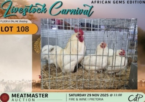 3 X CHICKENS 1 X ROOSTER & 2 X HEN Delport Meatmasters (Per animal to take the lot)