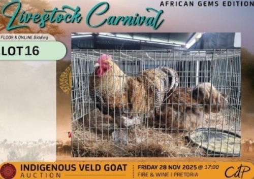 3 X CHICKENS 1 X ROOSTER & 2 X HEN Wilmeg (Per animal to take the lot)