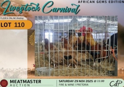 3 X CHICKENS 1 X ROOSTER & 2 X HEN Hanri Meatmasters (Per animal to take the lot)