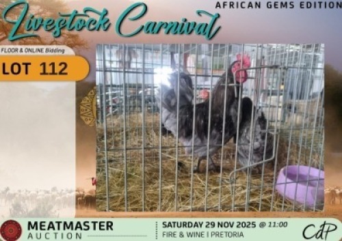 2 X CHICKENS 1 X ROOSTER & 1 X HEN Bruwer Boerdery