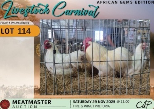 3 X CHICKENS 1 X ROOSTER & 2 X HEN Delport Meatmasters (Per animal to take the lot)