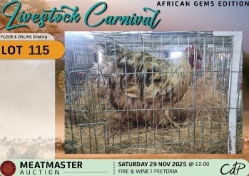 1 X CHICKENS ROOSTER Madevu Meatmasters