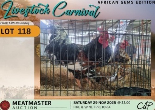 2 X CHICKENS 1 X ROOSTER & 1 X HEN Xandorr (Per animal to take the lot)