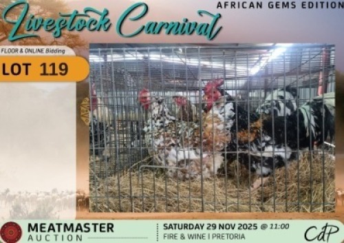 2 X CHICKENS 1 X ROOSTER & 1 X HEN Xandorr (Per animal to take the lot)