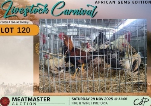 3 X CHICKENS 1 X ROOSTER & 2 X HEN Silvretta Meatmasters (Per animal to take the lot)