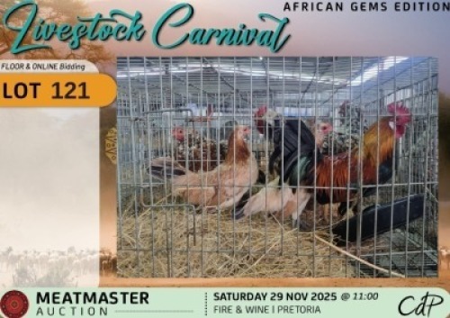3 X CHICKENS 1 X ROOSTER & 2 X HEN Silvretta Meatmasters (Per animal to take the lot)