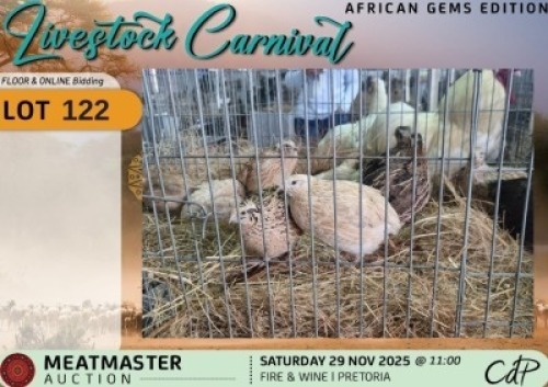 5 X CHICKENS Wilmeg