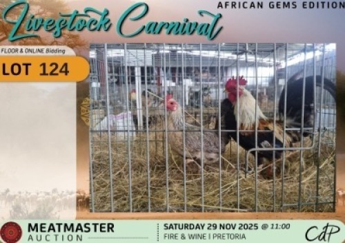 2 X CHICKENS 1 X ROOSTER & 1 X HEN Red Ribbon Stud (Per animal to take the lot)