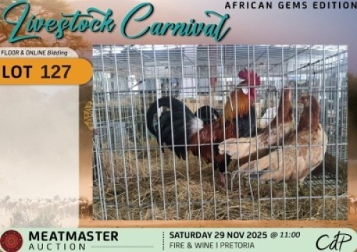 3 X CHICKENS 1 X ROOSTER & 2 X HEN Hanri Meatmasters (Per animal to take the lot)