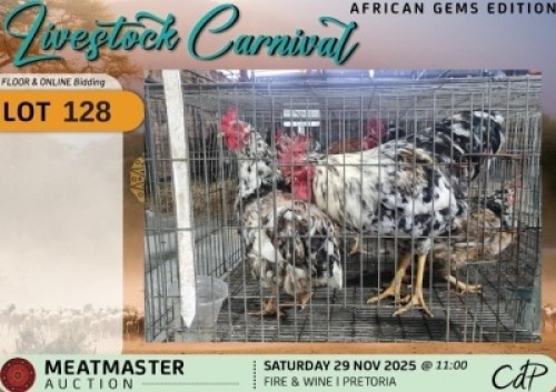 3 X CHICKENS 1 X ROOSTER & 2 X HEN Delport Meatmasters (Per animal to take the lot)