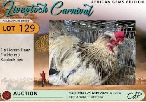 2 X CHICKENS 1 Hererohaan & 1 Herero-kaalnekhen. Corn&eacute; du Plessis