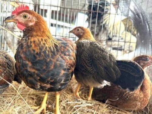 4X CHICKENS Hollandse Kriele: 1 Haan & 3 Henne. Corn&eacute; du Plessis