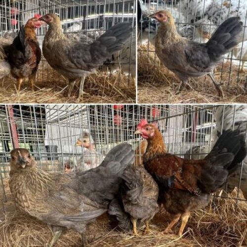 4X CHICKENS Hollandse Kriele: 1 Haan & 3 Henne. Corn&eacute; du Plessis