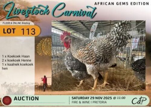 4X CHICKENS 1 Koekoekhaan 2 Koekoekhenne en 1 koekoek kaalnekhen. (Vrylopend, slaap buite). Corn&eacute; du Plessis