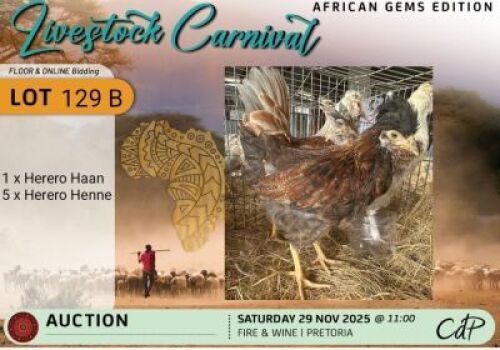 6X CHICKENS - 1 HEREROHAAN & 5 HEREROHENE Corn&eacute; du Plessis