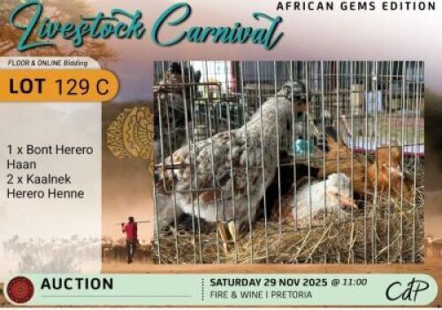 3X CHICKENS - 1 BONT HEREROHAAN & 2 KAALNEK HEREROHENE Corn&eacute; du Plessis