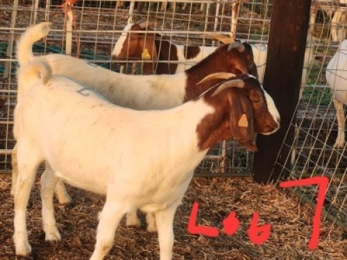 2 X BOERGOAT DOE Fernando Siamisang (Per animal to take the lot)