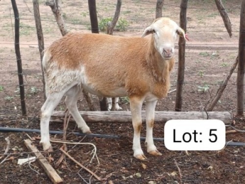 1 X MEATMASTER RAM Calve Ranch(Pty)Ltd