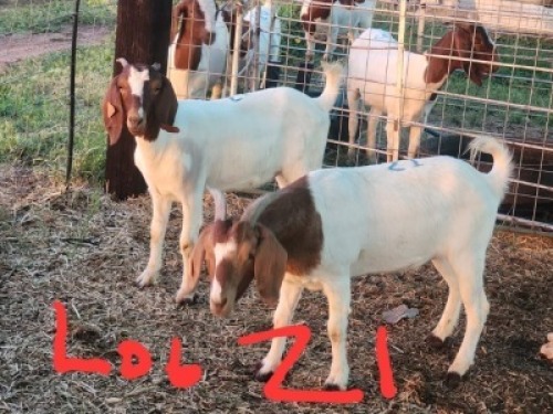 2 X BOERGOAT DOE Fernando Siamisang (Per animal to take the lot)