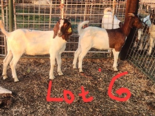 2 X BOERGOAT DOE Fernando Siamisang