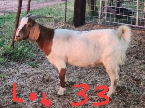 1 X BOERGOAT DOE Fernando Siamisang