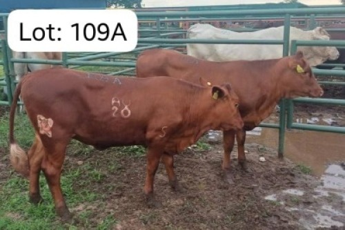 2 X RED HEIFER HEIFER Jaras(Pty)Ltd (Per animal to take the lot)