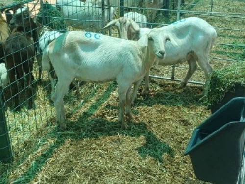 2 X BOERGOAT CASTRATES Jaras(Pty)Ltd (Per animal to take the lot)