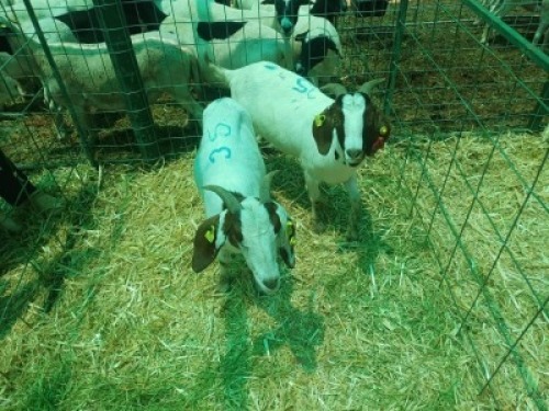 2 X BOERGOAT DOE Mohammed Nadat