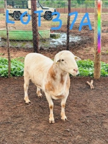 1 X VELDMASTER RAM Nelson Mbaiwa