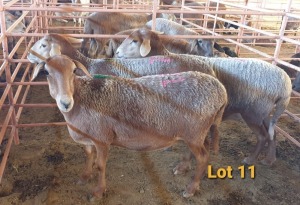 LOT 11 3X MEATMASTER OOI/EWE OSVLEY MEATMASTERS (PER STUK OM LOT TE NEEM/PER PIECE TO TAKE THE LOT)