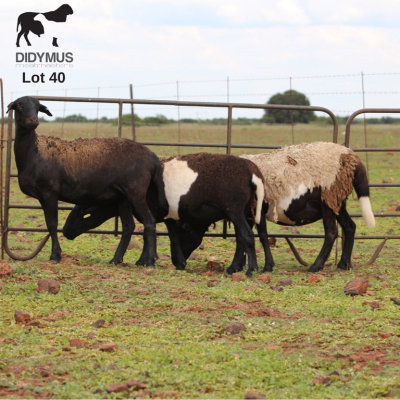 LOT 40 3X MEATMASTER OOI/EWE CHRISTOF GROBLER : 0837812076