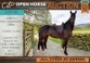 1 X HORSE COCO NOOITGEDACHTER X MARE / MERRIE MICHELLE BURGER