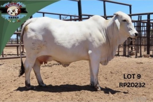 1 X BRAHMAN COW & CALF Essex