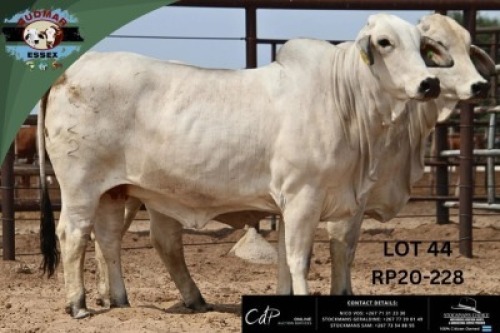 1 X BRAHMAN COW Essex