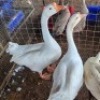 5 X WHITE CHINESE GEESE MALE & FEMALE MLK LIVESTOCK (Per animal to take the lot)