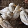 6 X QUACKER DUCK MALE & FEMALE MLK LIVESTOCK (Per animal to take the lot)