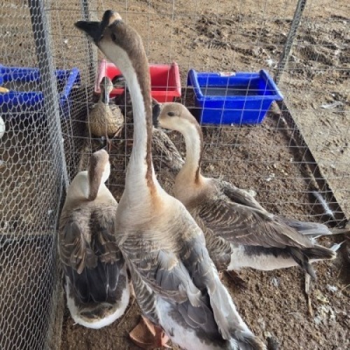 3 X GRAY CHINESE GEESE MALE & FEMALE MLK LIVESTOCK (Per animal to take the lot)