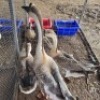 3 X GRAY CHINESE GEESE MALE & FEMALE MLK LIVESTOCK (Per animal to take the lot)