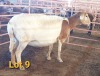 LOT 9 1X MEATMASTER OOI/EWE OSVLEY MEATMASTERS