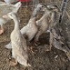 4 X INDIAN RUNNER DUCK MALE & FEMALE MLK LIVESTOCK (Per animal to take the lot)