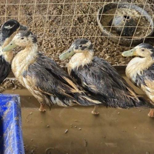 4 X MIX MAGPIE DUCKS MALE & FEMALE MLK LIVESTOCK (Per animal to take the lot)