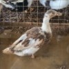2 X DUCKS FEMALE MLK LIVESTOCK (Per animal to take the lot)