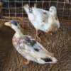 2 X DUCKS MALE & FEMALE MLK LIVESTOCK (Per animal to take the lot)