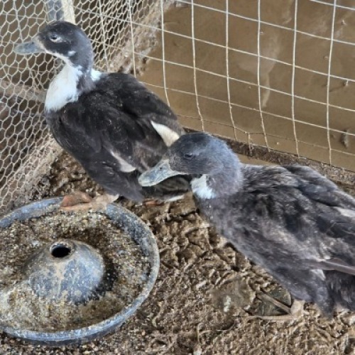 2 X DUCKS MALE & FEMALE MLK LIVESTOCK (Per animal to take the lot)