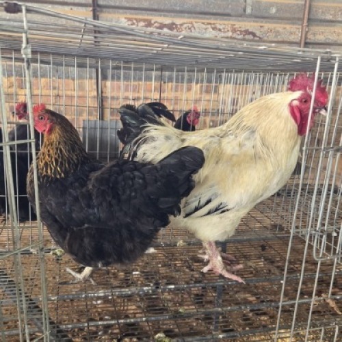 2 X FARM CHICKEN ROOSTER & HEN WILMEG (Per animal to take the lot)