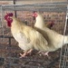 2 X FARM CHICKEN ROOSTER & HEN WILMEG (Per animal to take the lot)
